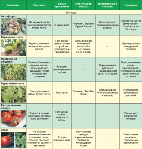 Growing tomatoes in the open field and in a greenhouse in the Moscow region 