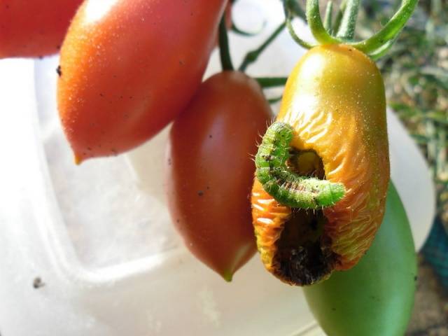 Growing tomatoes in the open field and in a greenhouse in the Moscow region 