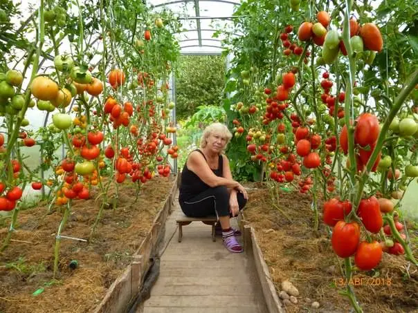 Growing tomatoes in the open field and in a greenhouse in the Moscow region 