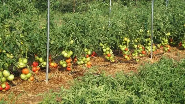 Growing tomatoes in the open field and in a greenhouse in the Moscow region 