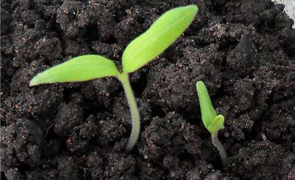 Growing tomatoes in the open field and in a greenhouse in the Moscow region 