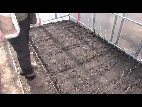 Growing tomatoes in the open field and in a greenhouse in the Moscow region 