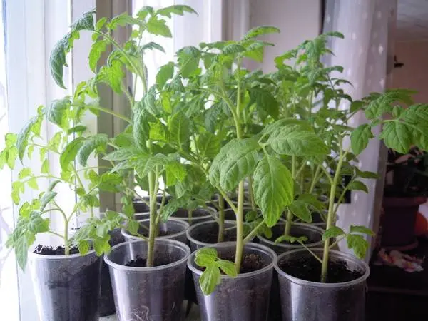 Growing tomatoes in the open field and in a greenhouse in the Moscow region 