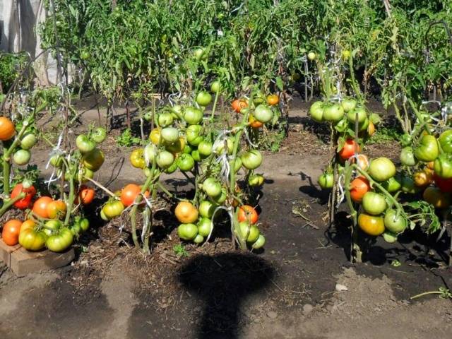 Growing tomatoes in the open field and in a greenhouse in the Moscow region 