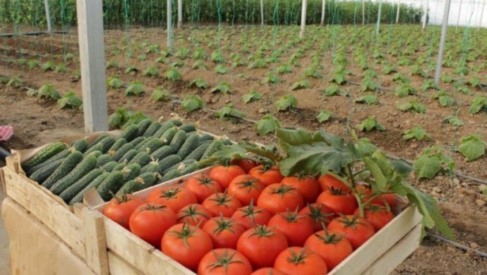 Growing tomatoes in the open field and in a greenhouse in the Moscow region 