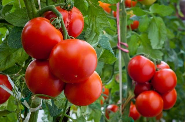 Growing tomatoes outdoors