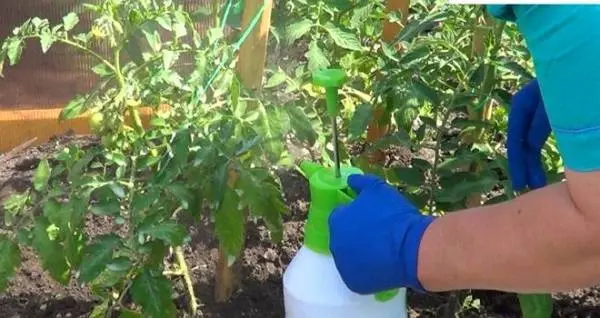 Growing tomatoes outdoors