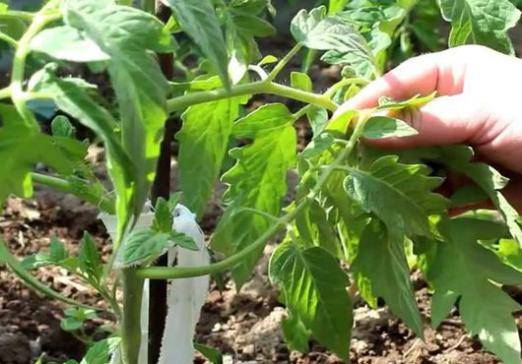 Growing tomatoes outdoors