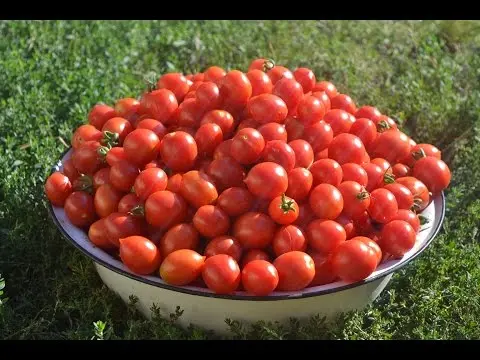 Growing tomatoes outdoors