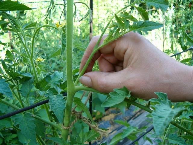 Growing tomatoes outdoors