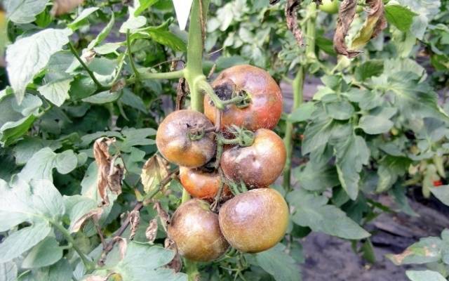 Growing tomatoes outdoors