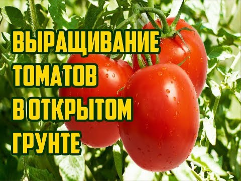 Growing tomatoes outdoors