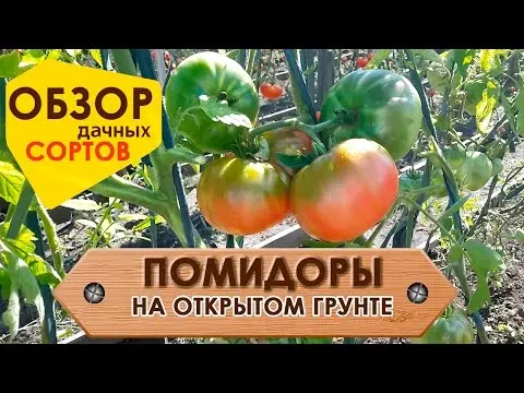 Growing tomatoes outdoors