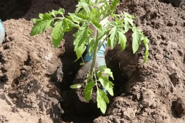 Growing tomatoes outdoors