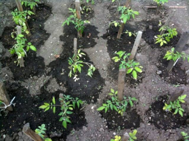 Growing tomatoes outdoors