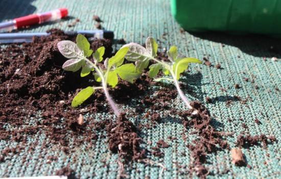 Growing tomatoes using Chinese technology 