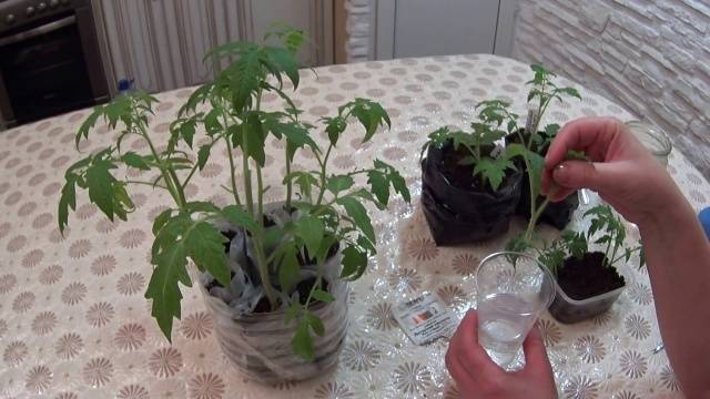 Growing tomatoes using Chinese technology 