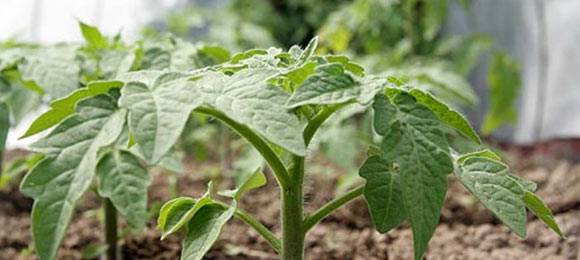 Growing tomatoes using Chinese technology 