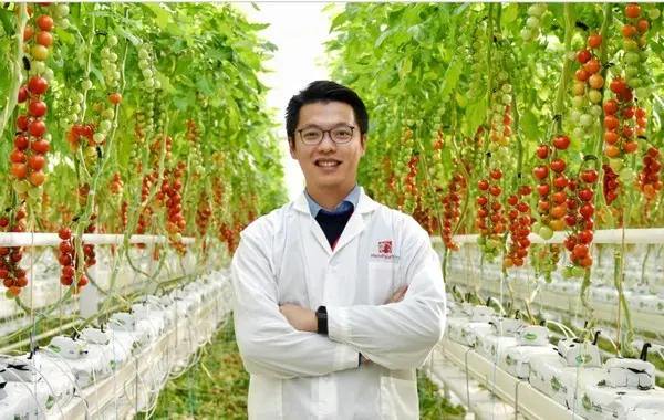 Growing tomatoes using Chinese technology 