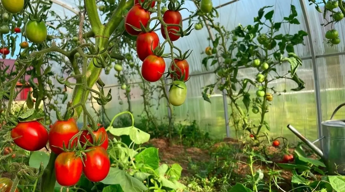 Growing tomatoes 