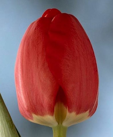 Growing tulips in a greenhouse as a business