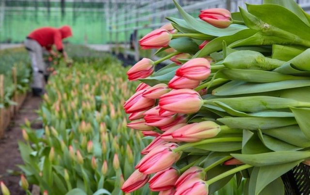 Growing tulips in a greenhouse as a business