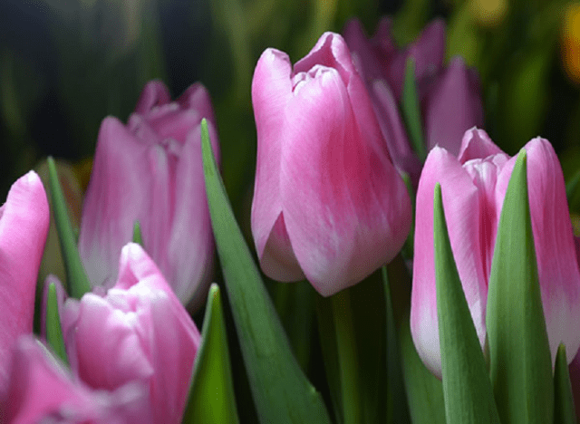 Growing tulips in a greenhouse as a business