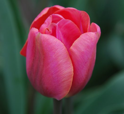 Growing tulips in a greenhouse as a business