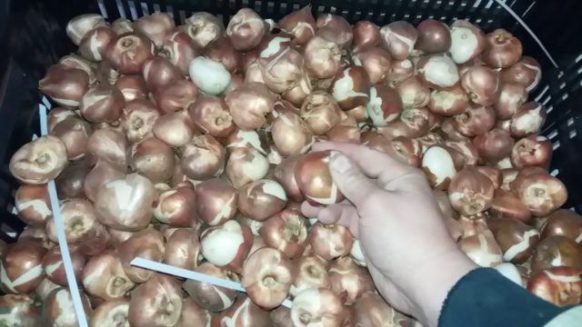 Growing tulips in a greenhouse as a business