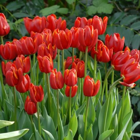 Growing tulips in a greenhouse as a business