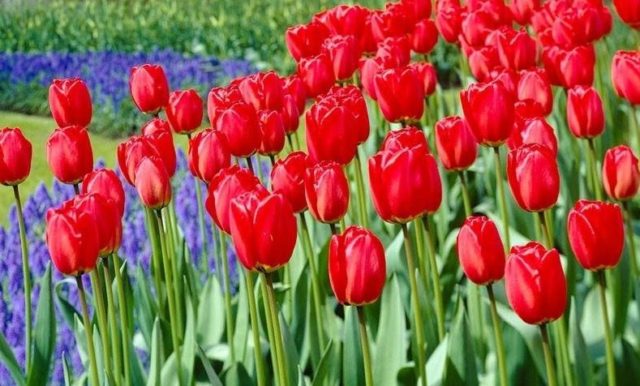 Growing tulips in a greenhouse as a business