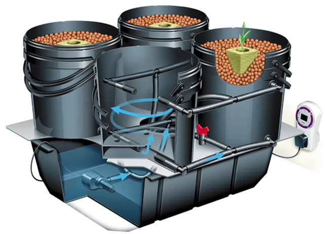 Growing watermelon in hydroponics: the main features of the method