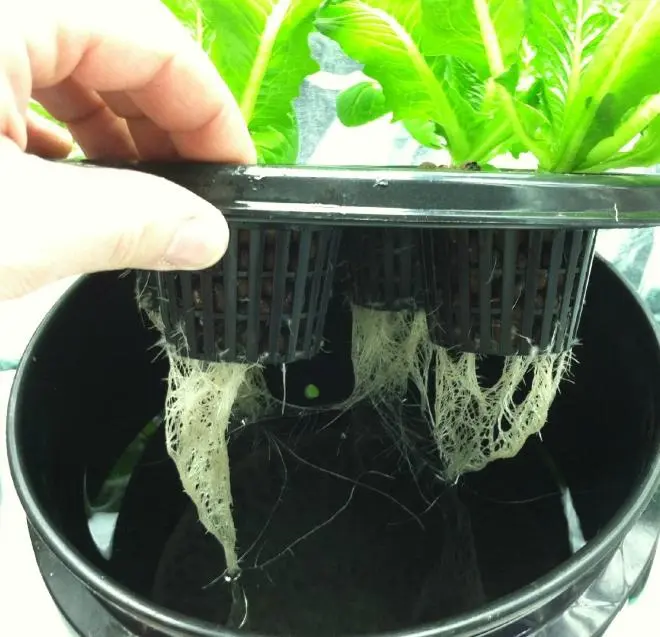 Growing watermelon in hydroponics: the main features of the method