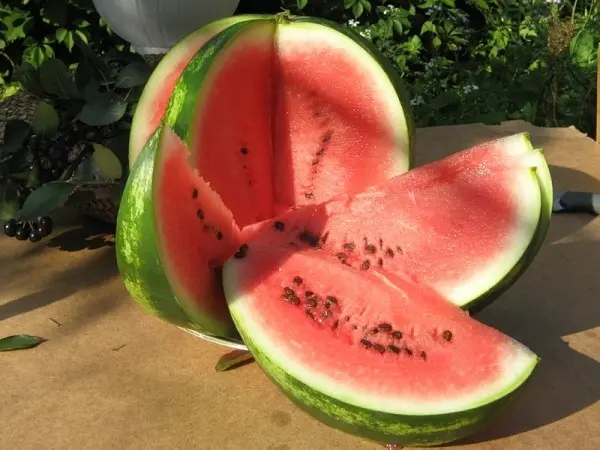 Growing watermelon in hydroponics: the main features of the method