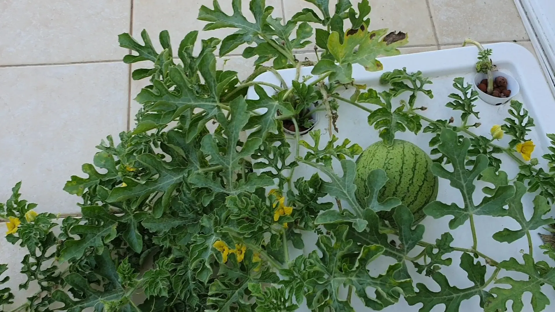 Growing watermelon in hydroponics: the main features of the method