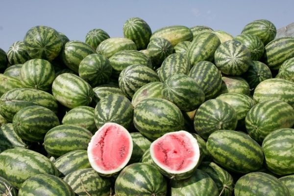 Growing watermelons in Belarus: features of planting and care