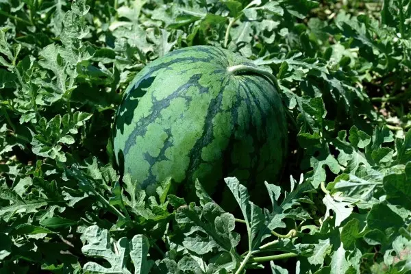 Growing watermelons in Belarus: features of planting and care