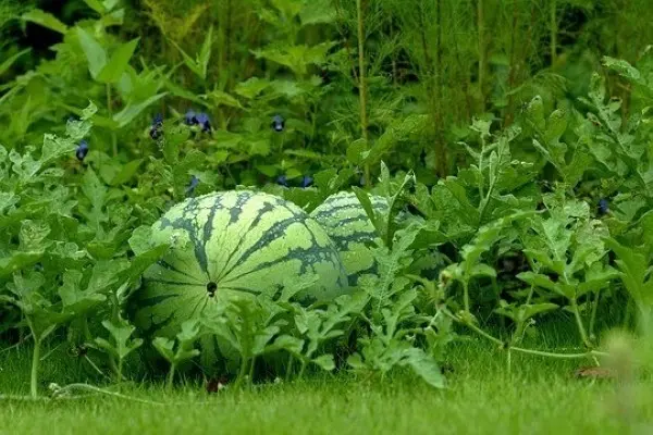 Growing watermelons in Belarus: features of planting and care