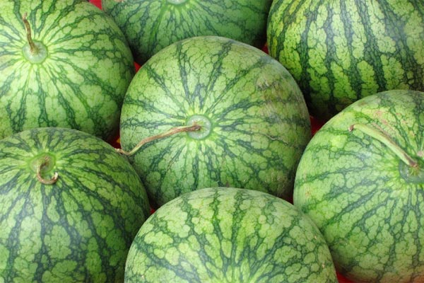 Growing watermelons in Belarus: features of planting and care