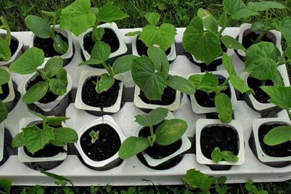 Growing watermelons in Belarus: features of planting and care