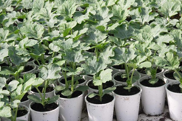 Growing watermelons in Belarus: features of planting and care