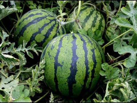 Growing watermelons in Belarus: features of planting and care