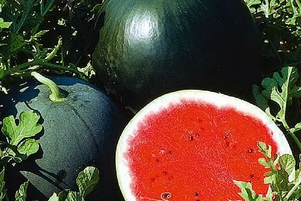 Growing watermelons in Siberia and caring for planted berries