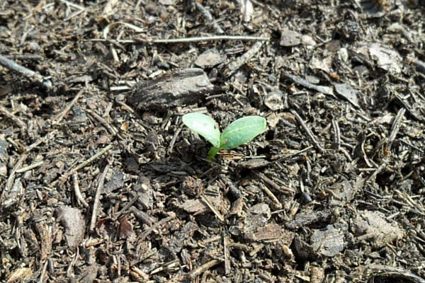 Growing watermelons in Siberia and caring for planted berries