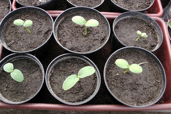 Growing watermelons in Siberia and caring for planted berries