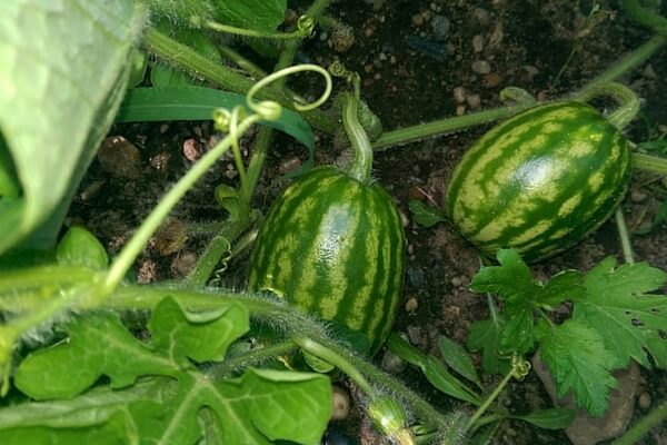 Growing watermelons in Siberia and caring for planted berries