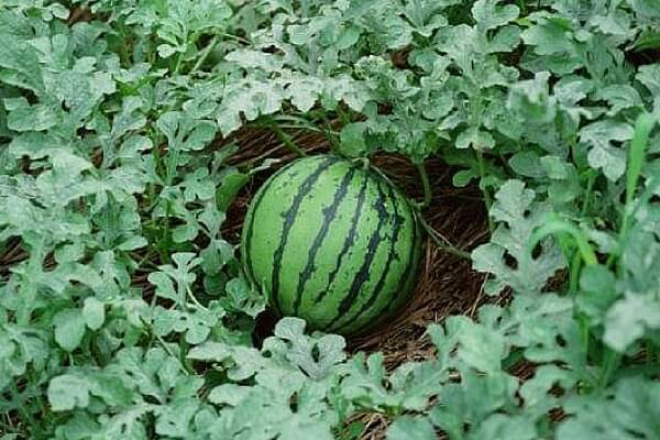 Growing watermelons in Siberia and caring for planted berries