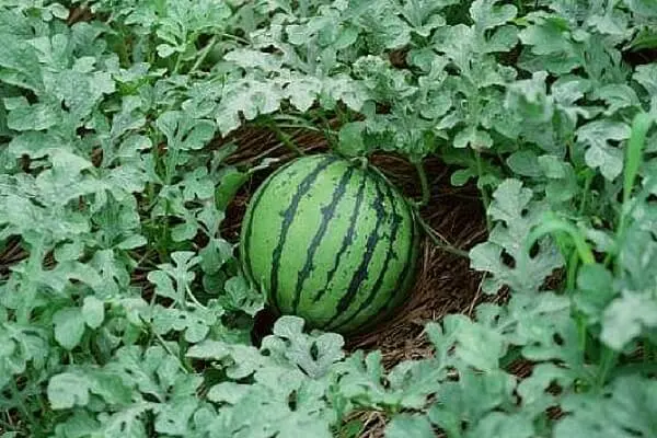 Growing watermelons in Siberia and caring for planted berries