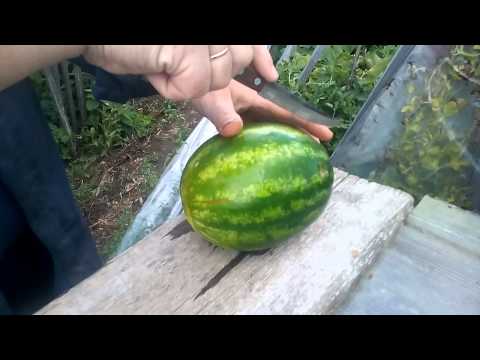 Growing watermelons in Siberia and caring for planted berries