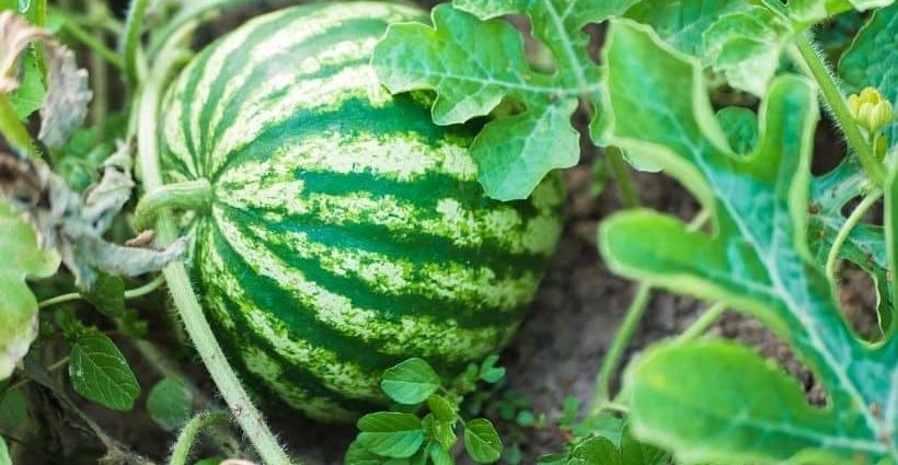 Growing watermelons in Siberia and caring for planted berries